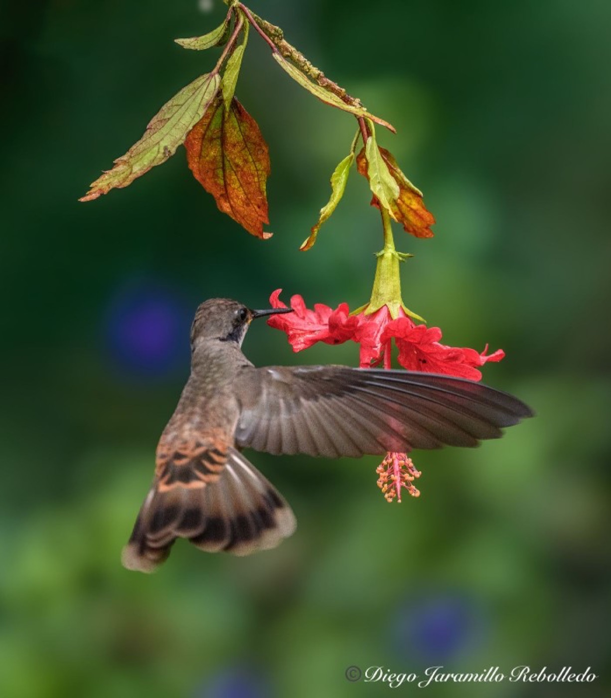 Colibrí pardo: ave completa dentro del encuadre