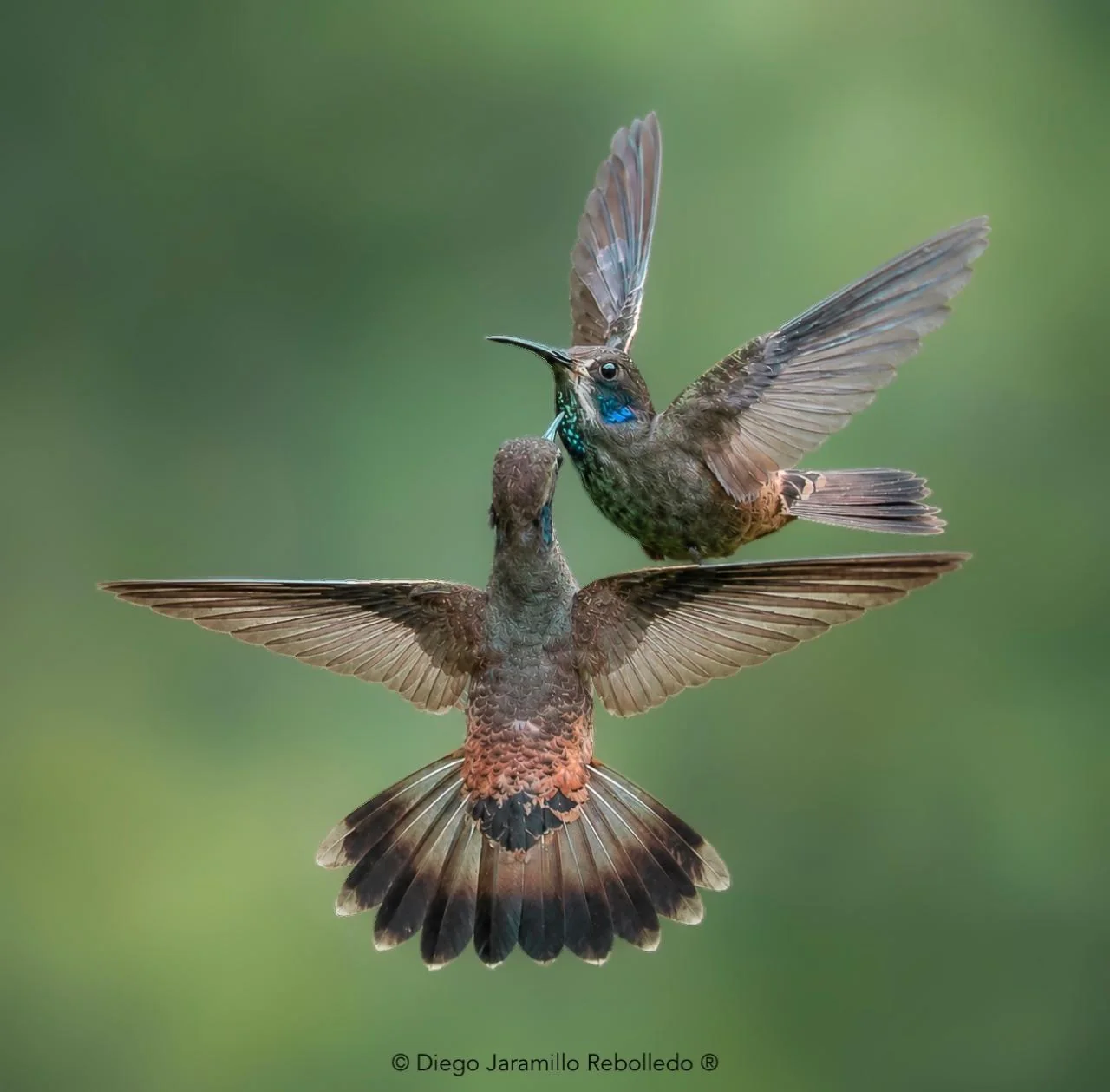Colibri delphinia · Colibri delphinia