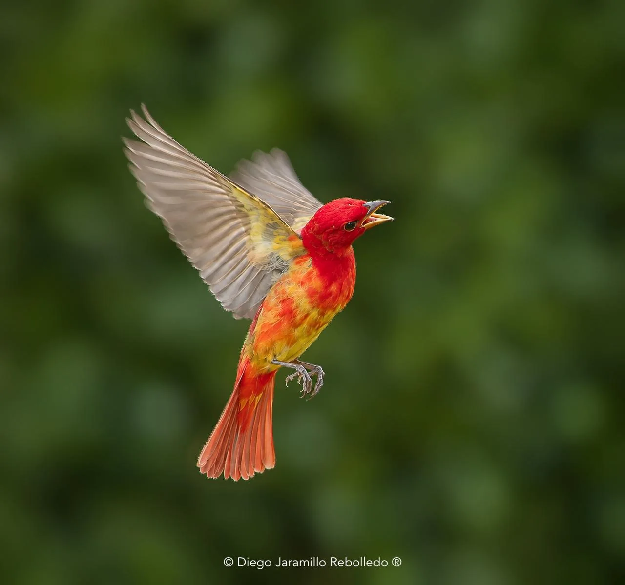 Piranga rubra · Piranga rubra