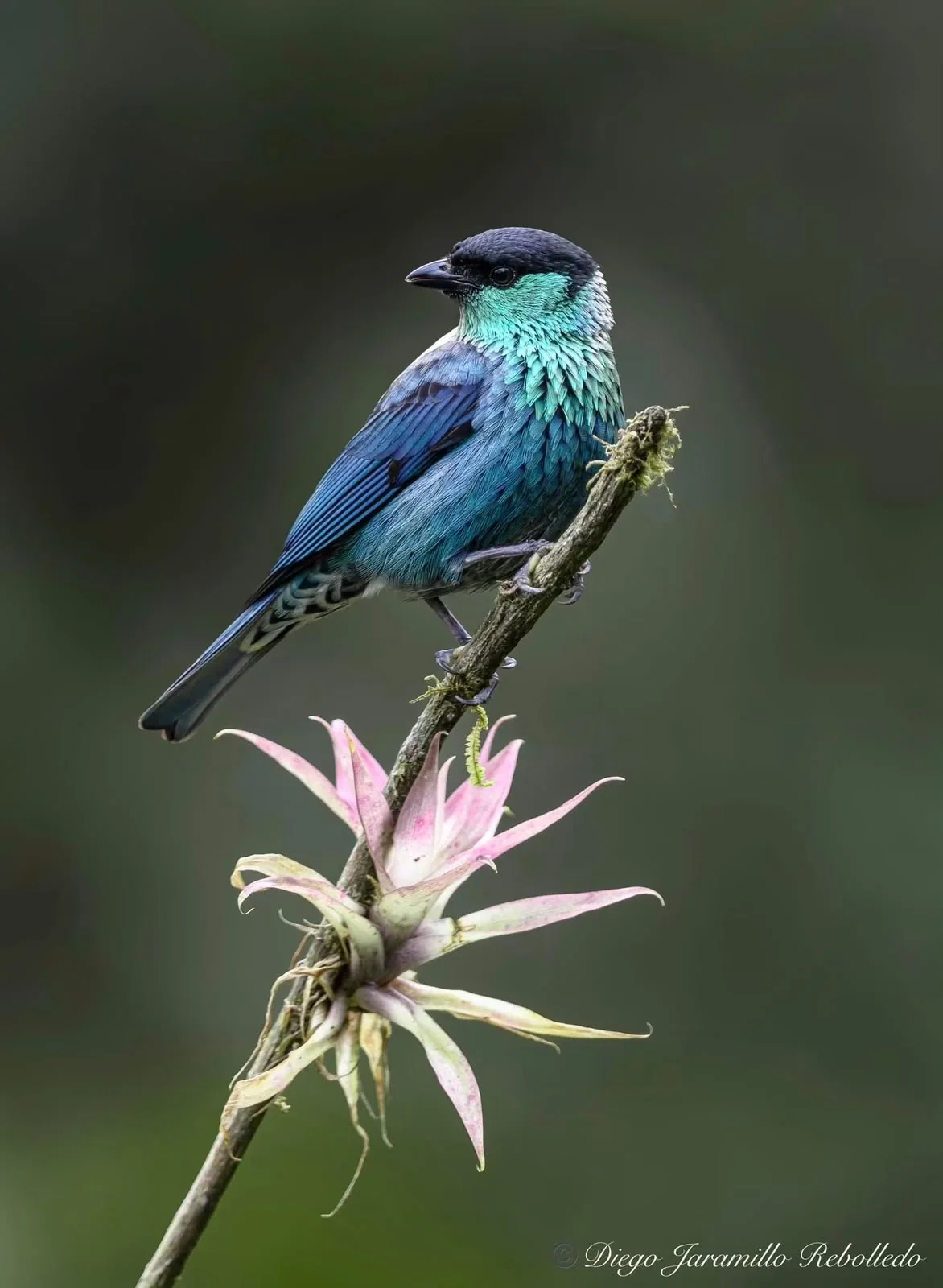 Stilpnia heinei · Stilpnia heinei