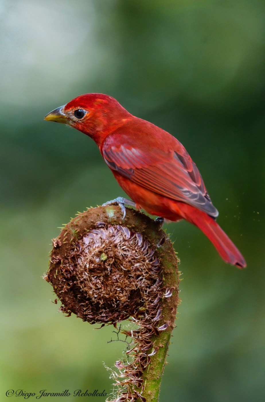 Piranga roja: ave completa dentro del encuadre