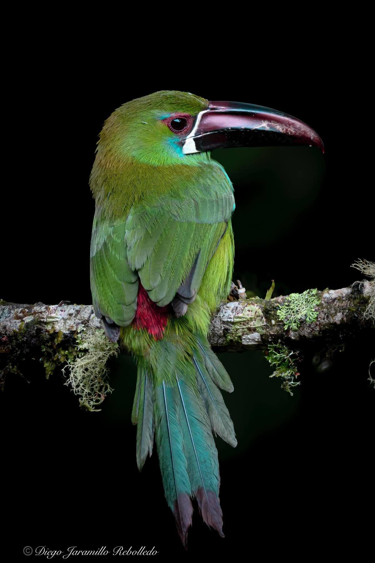 Tucancito rabirrojo · Aulacorhynchus haematopygus